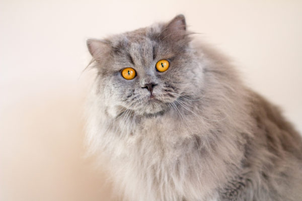 British Longhair Blue