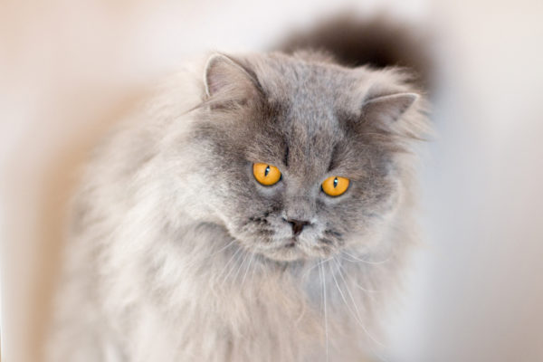 British Longhair Blue