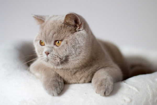 British Shorthair Fawn