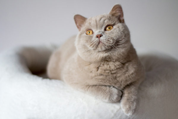 British Shorthair Fawn