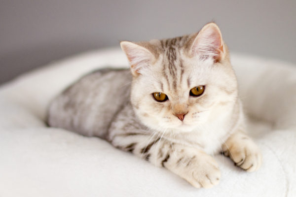 British Shorthair Chocolate Silver Tabby Spotted