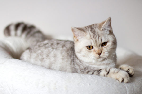 British Shorthair Chocolate Silver Tabby Spotted