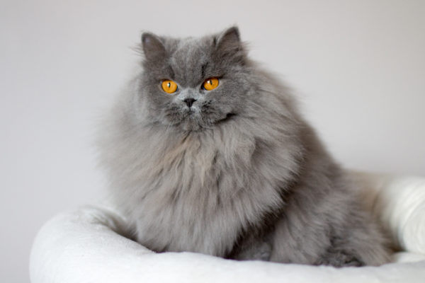 British Longhair Blue