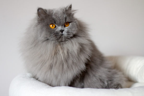 British Longhair Blue