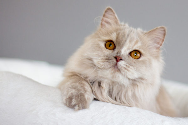 British Longhair Fawn Tortie