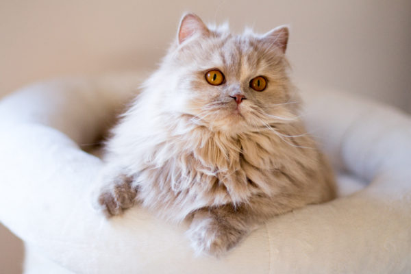 British Longhair Fawn Tortie