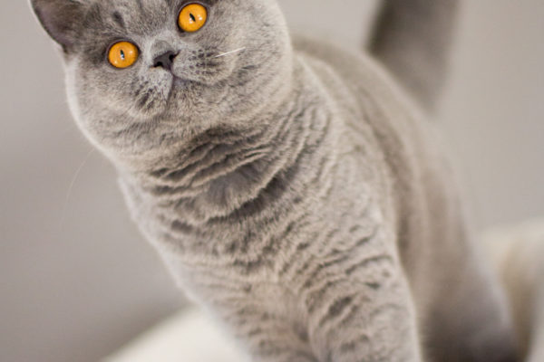 British Shorthair Blue