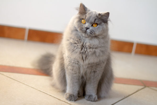 British Longhair Blue