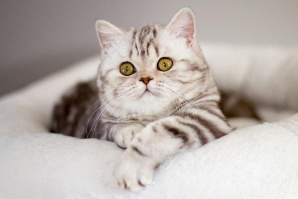 British Shorthair Chocolate Silver Tabby Blotched