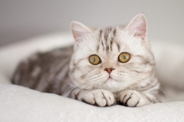 British Shorthair Chocolate Silver Tabby Blotched