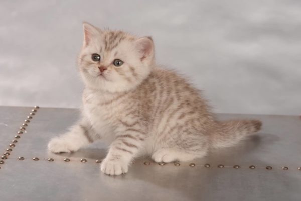 British Shorthair Chocolate Silver Tabby Spotted
