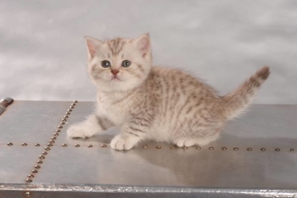 British Shorthair Chocolate Silver Tabby Spotted