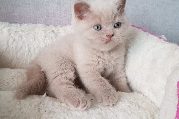 British Shorthair Fawn