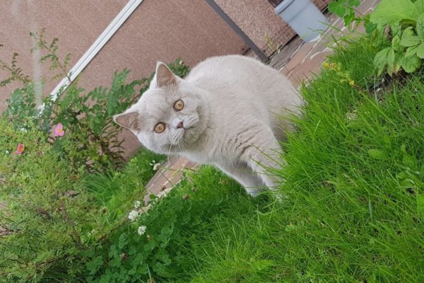 British Shorthair Fawn