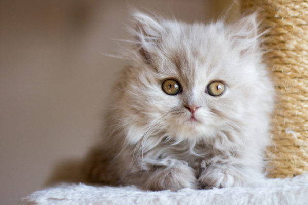 British Longhair Fawn Tortie