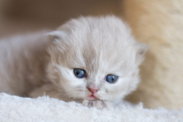 British Longhair Fawn Tortie