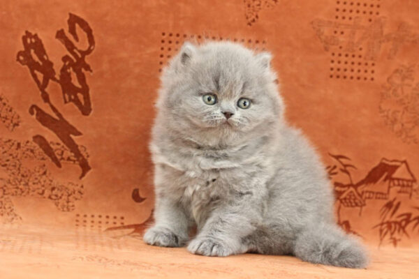 British Longhair Blue