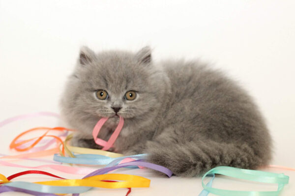 British Longhair Blue