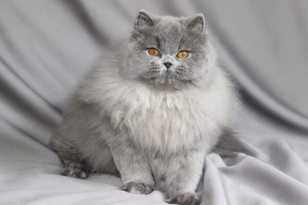 British Longhair Blue