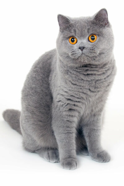 British Shorthair Blue