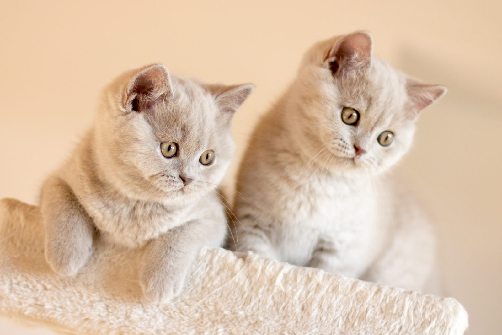 British Shorthair Lilac