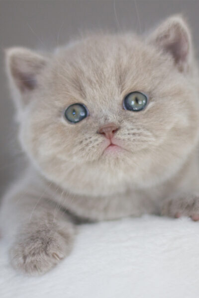 British Shorthair Lilac