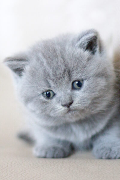 British Shorthair Blue