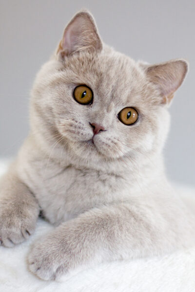 British Shorthair Lilac