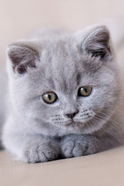 British Shorthair Blue