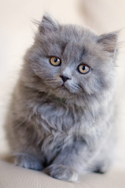 British Longhair Blue