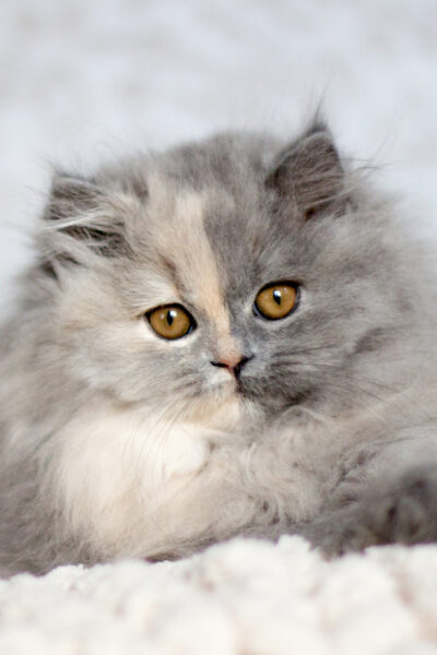 British Longhair Blue Tortie