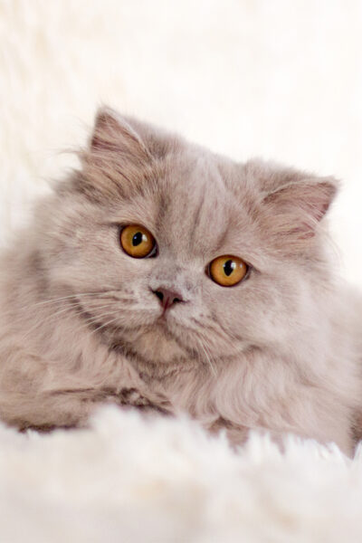 British Longhair Lilac