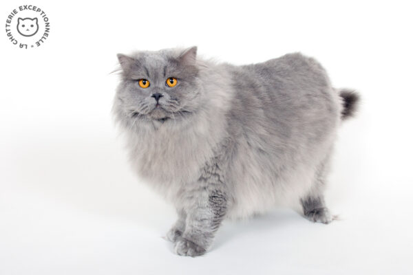 British Longhair Blue