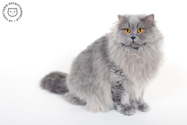 British Longhair Blue