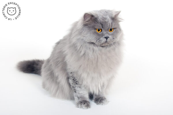 British Longhair Blue