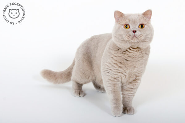 British Shorthair Fawn