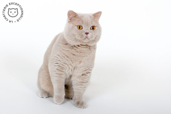 British Shorthair Fawn