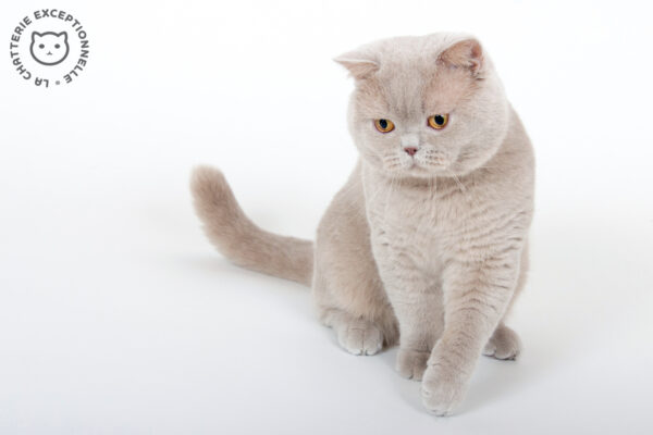 British Shorthair Fawn