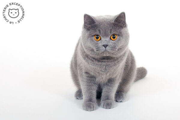 British Shorthair Blue