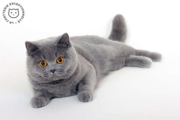 British Shorthair Blue