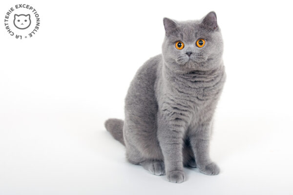 British Shorthair Blue