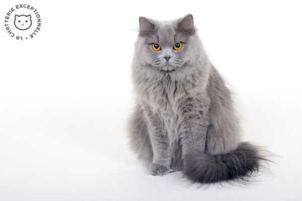 British Longhair Blue