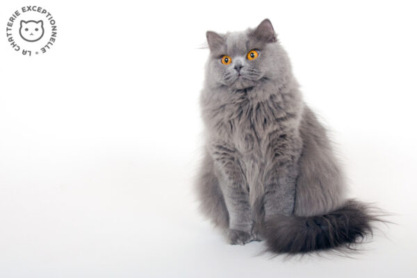 British Longhair Blue