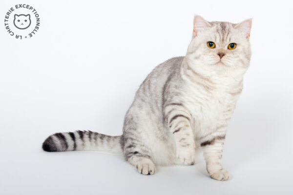 British Shorthair Chocolate Silver Tabby Spotted