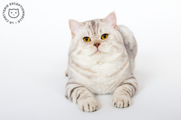 British Shorthair Chocolate Silver Tabby Spotted