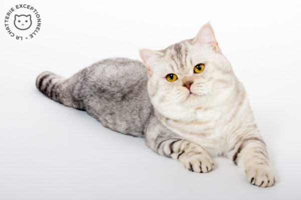 British Shorthair Chocolate Silver Tabby Spotted