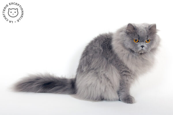 British Longhair Blue