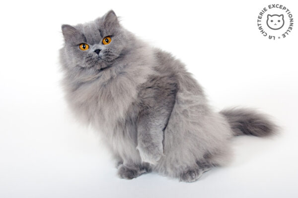 British Longhair Blue