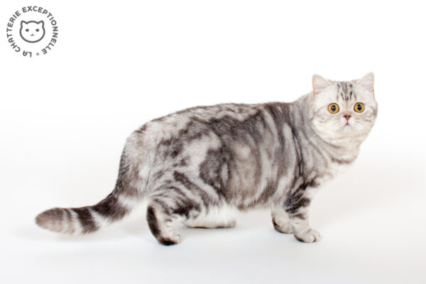 British Shorthair Chocolate Silver Tabby Blotched