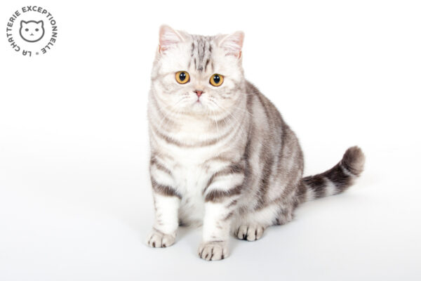 British Shorthair Chocolate Silver Tabby Blotched